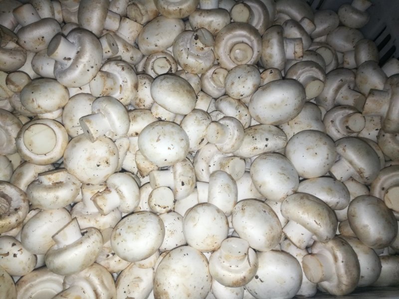 双孢菇鲜菇