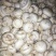 双孢菇鲜菇
