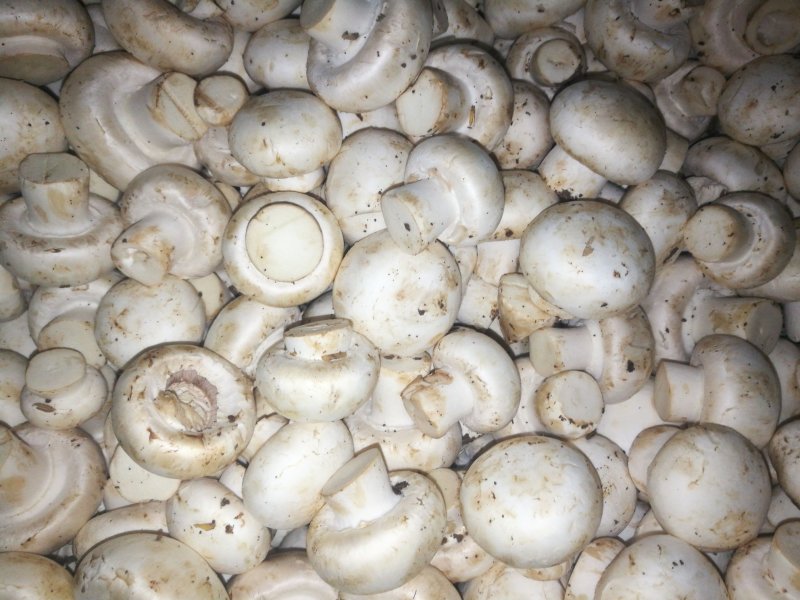 双孢菇鲜菇