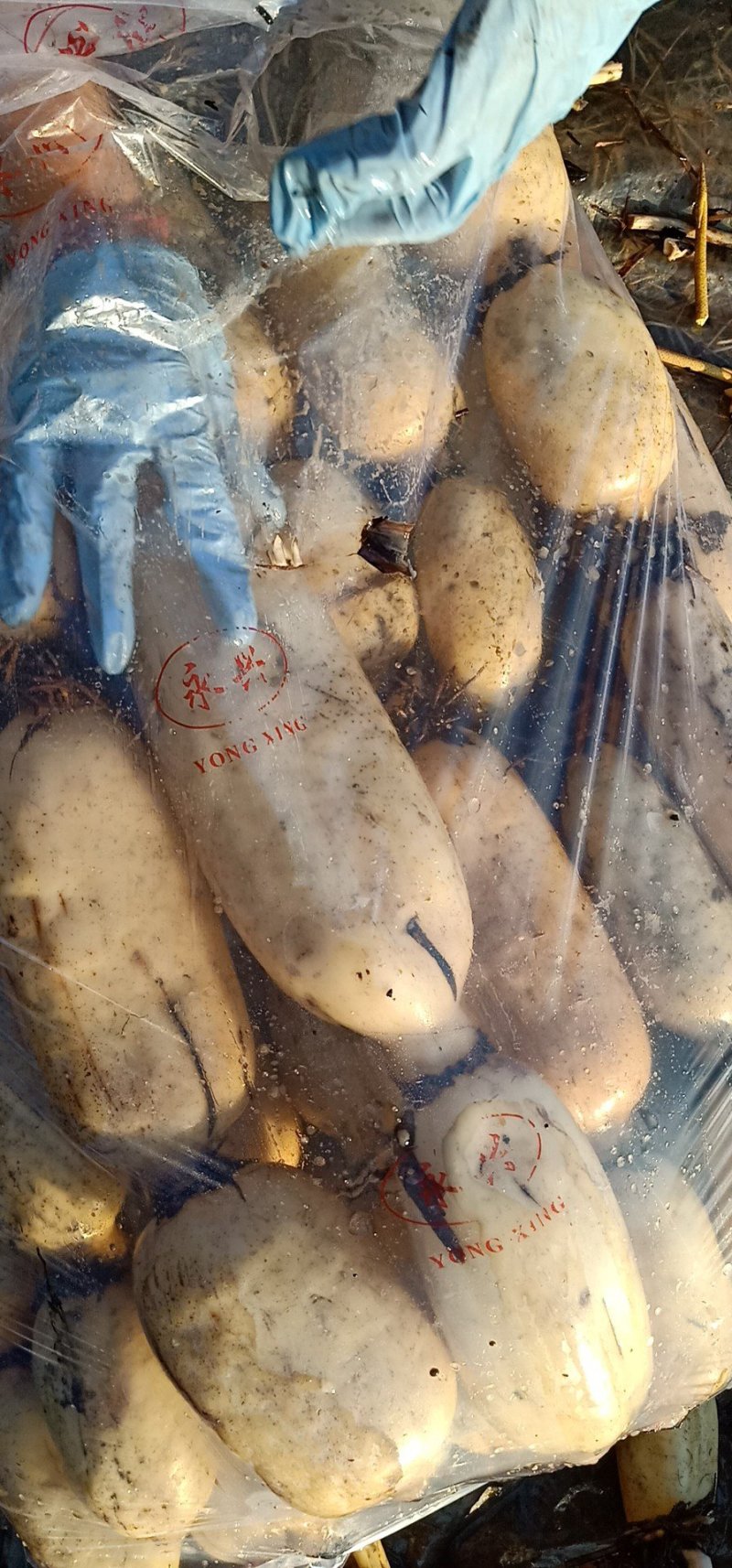山东精品莲藕大量上市颜色白糯口欣丰农业品质保证
