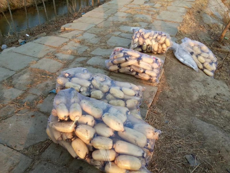 山东精品莲藕大量上市颜色白糯口欣丰农业品质保证