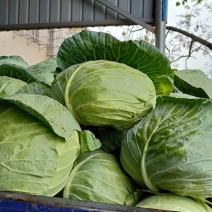 平包菜大量上市好货供应基地直采