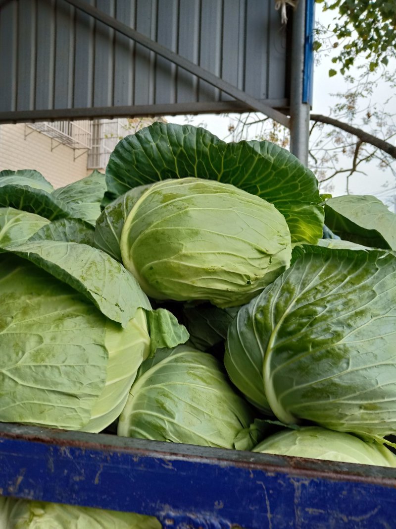 平包菜大量上市好货供应基地直采