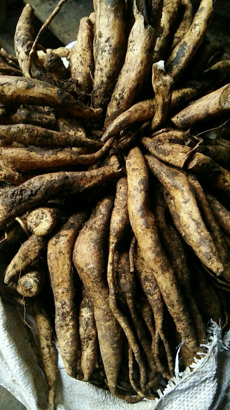 对叶百部/广西百部/百部/百部干货/高产百部/产地百部/