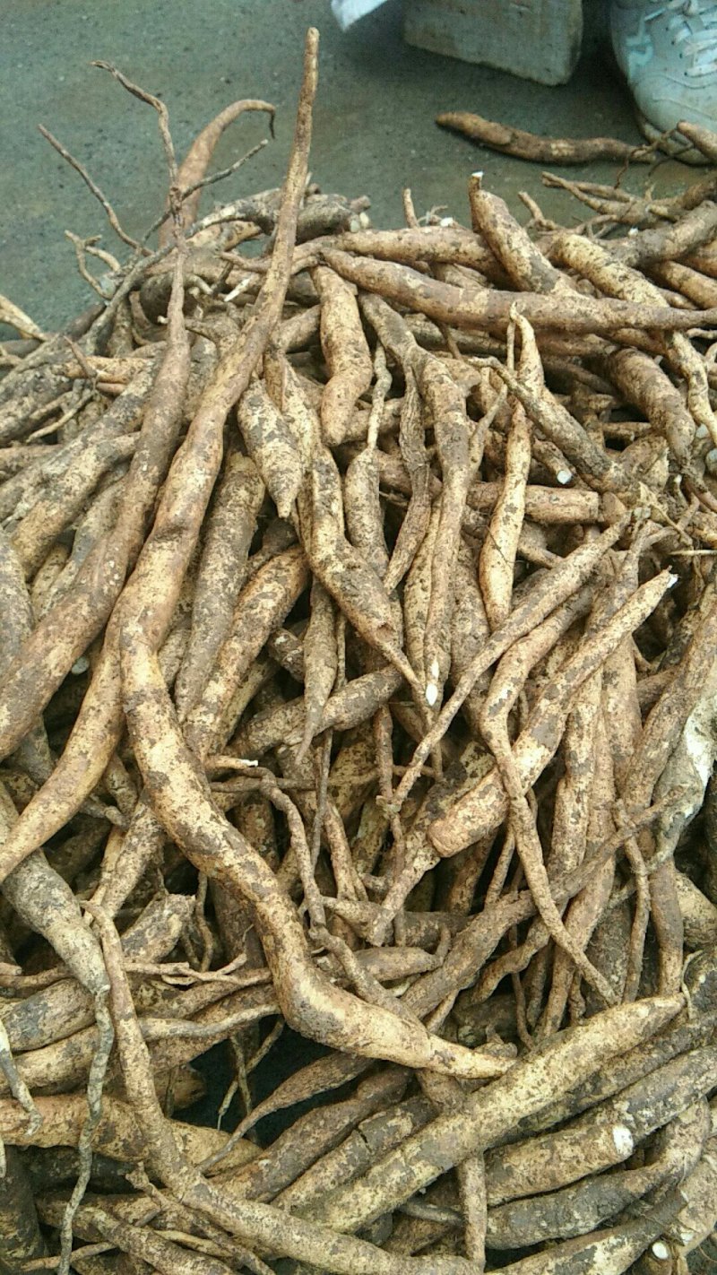 对叶百部/广西百部/百部/百部干货/高产百部/产地百部/
