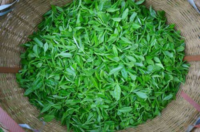 春茶