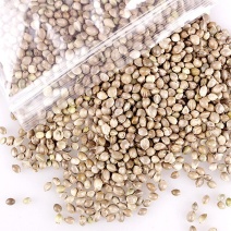 火麻仁东北批发各种规格中药材
