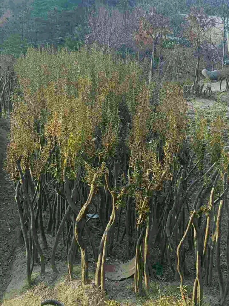 移栽两年，高度一米二，三到四公分，三到五杆