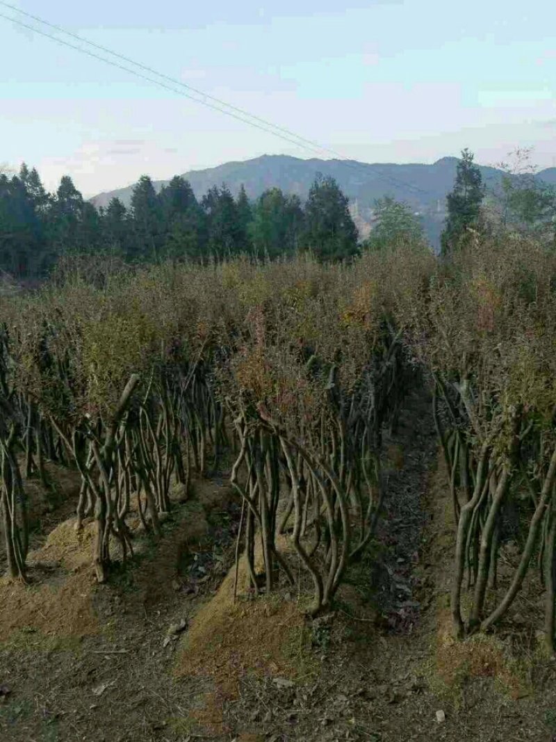 移栽两年，高度一米二，三到四公分，三到五杆
