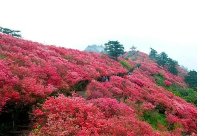 大别山映山红一年熟桩3~5cm