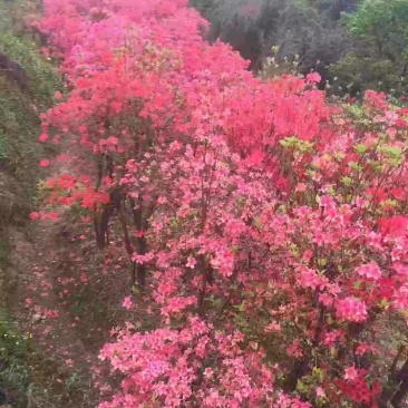 大别山映山红一年熟桩3~5cm