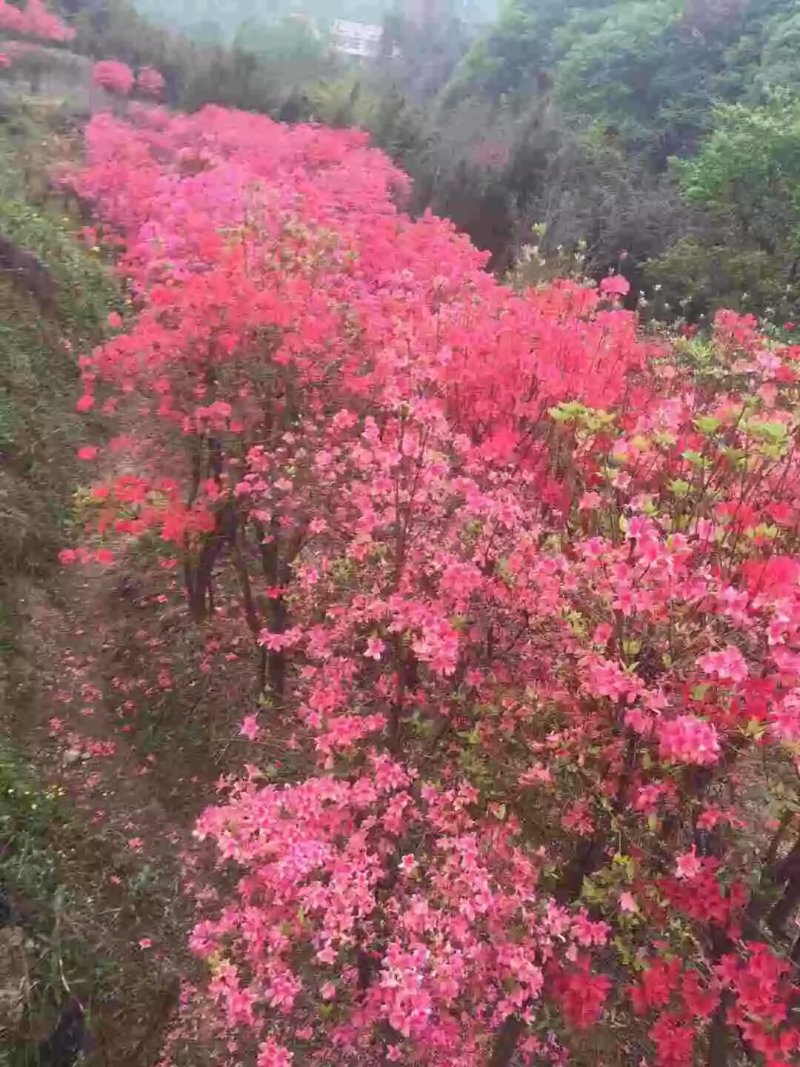 大别山映山红一年熟桩3~5cm