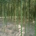 雷竹笋，雷竹种苗