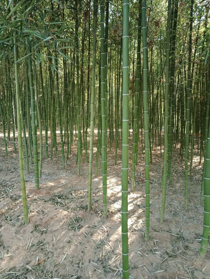 雷竹笋，雷竹种苗
