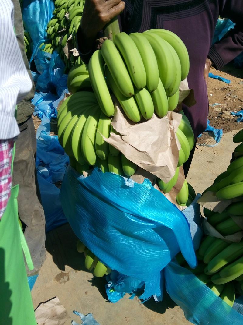 云南威廉斯香蕉新鲜上市规格齐全支持视频看货选购