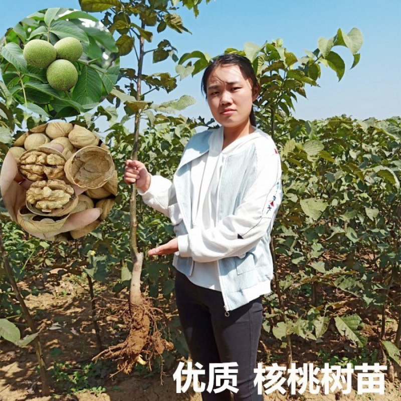 优质核桃树苗嫁接苗现挖