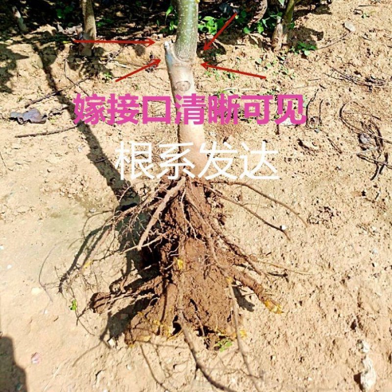 优质核桃树苗嫁接苗现挖