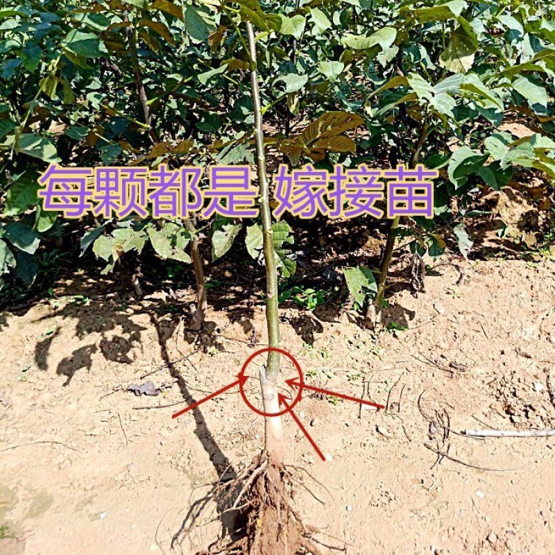 优质核桃树苗嫁接苗现挖