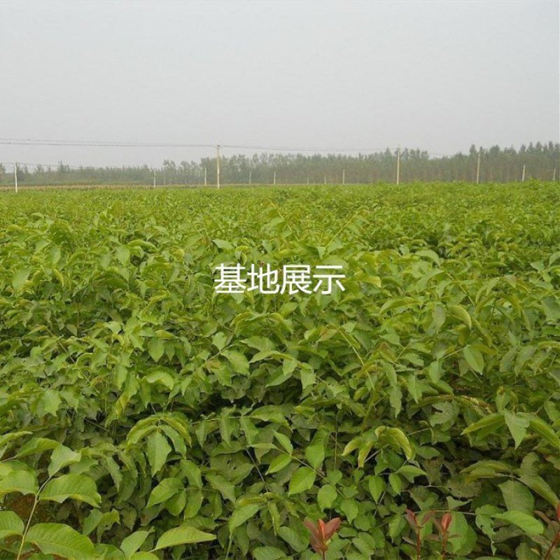 优质核桃树苗嫁接苗现挖