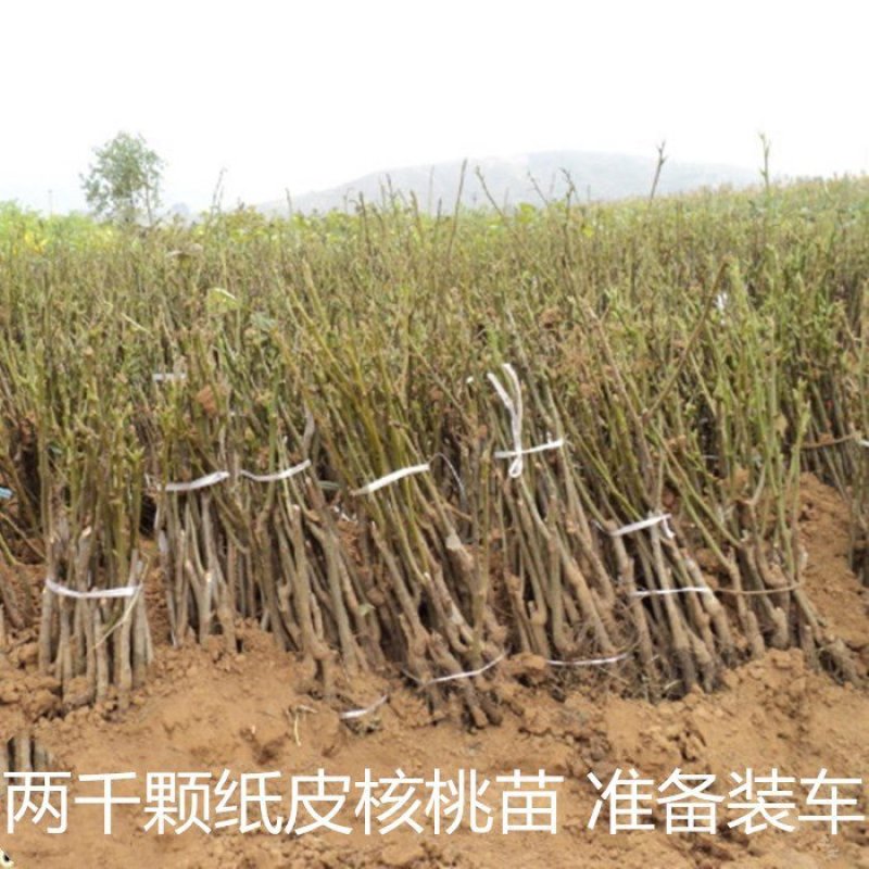 优质核桃树苗嫁接苗现挖