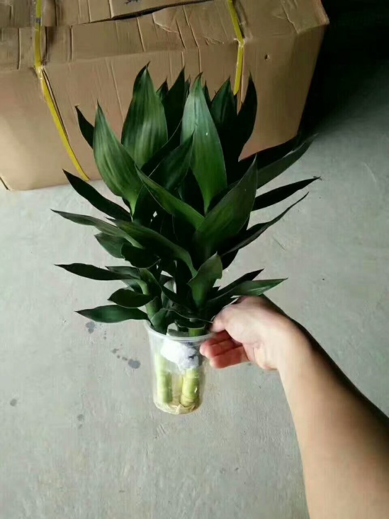 海南基地直批水培莲花水培观音竹富贵竹，欢迎采购