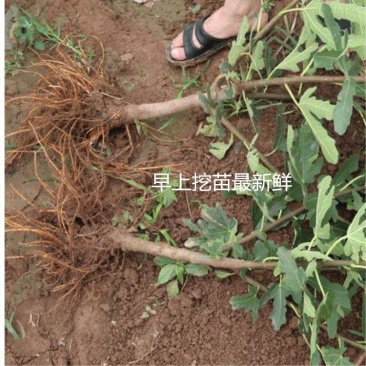 无花果树苗当年结果波姬红布兰瑞克