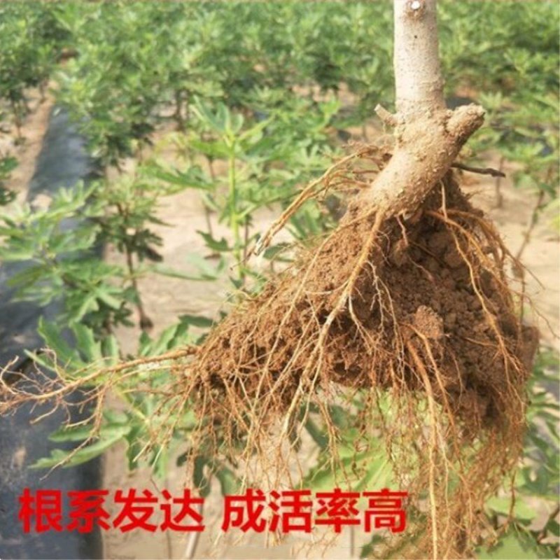 无花果树苗当年结果波姬红布兰瑞克