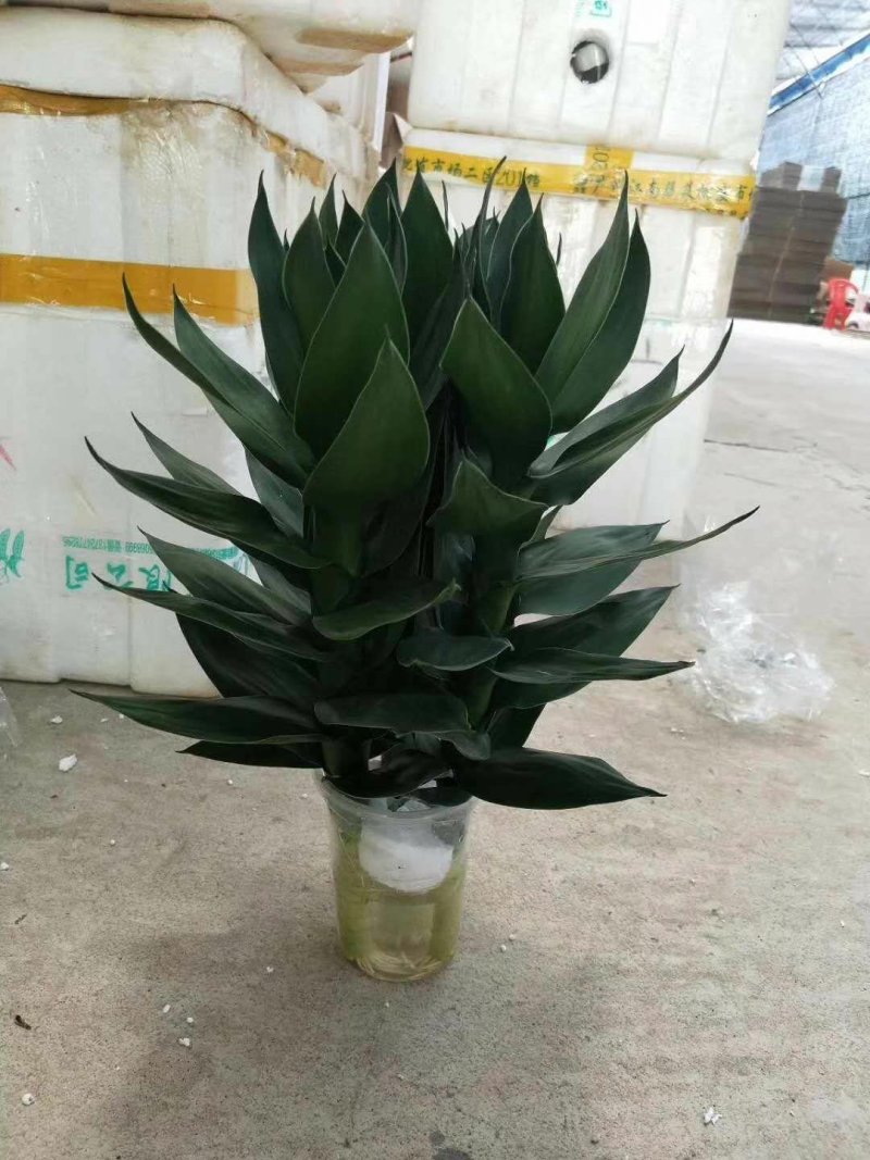 海南基地直批水培莲花水培观音竹富贵竹，欢迎采购