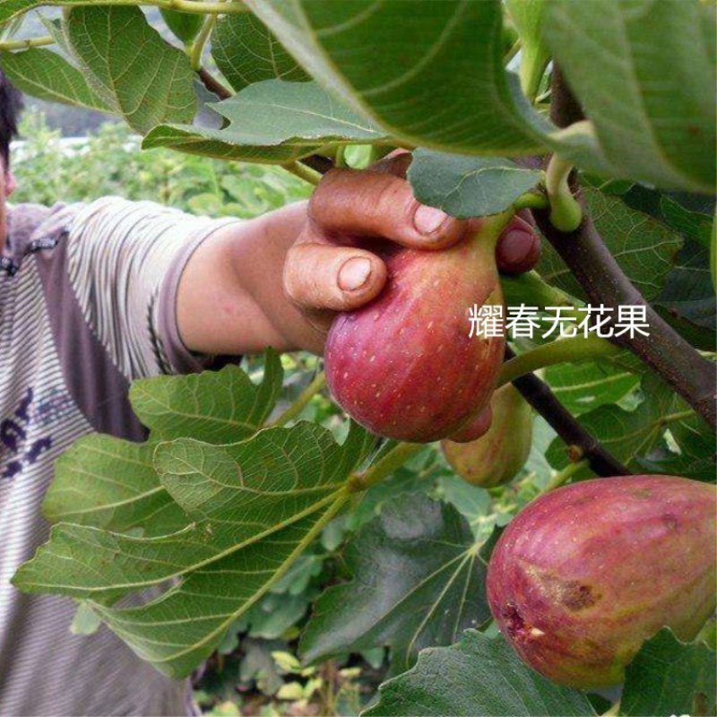 无花果树苗当年结果波姬红布兰瑞克