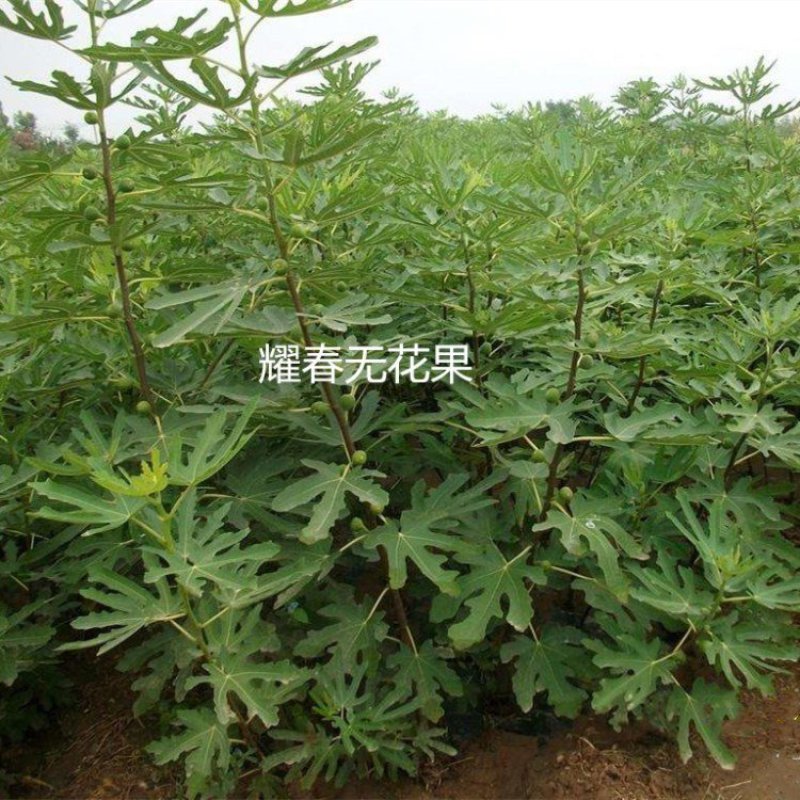 无花果树苗当年结果波姬红布兰瑞克