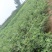 无花果树苗当年结果波姬红布兰瑞克