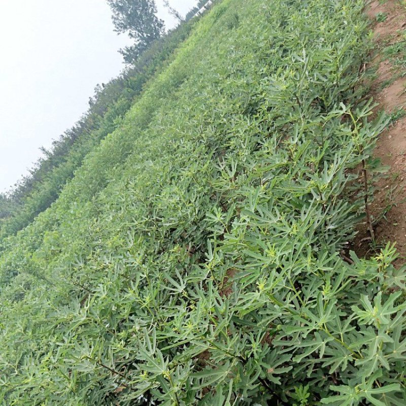 无花果树苗当年结果波姬红布兰瑞克