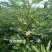 无花果树苗当年结果波姬红布兰瑞克