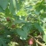 无花果树苗当年结果波姬红布兰瑞克