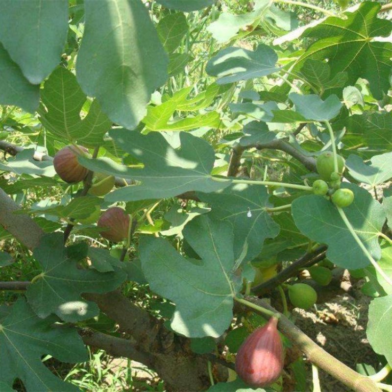 无花果树苗当年结果波姬红布兰瑞克