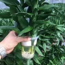 海南基地直批水培莲花水培观音竹富贵竹，欢迎采购