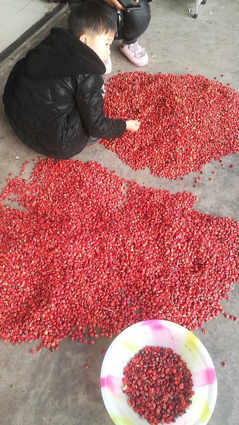 出售红豆树种子需要的联系