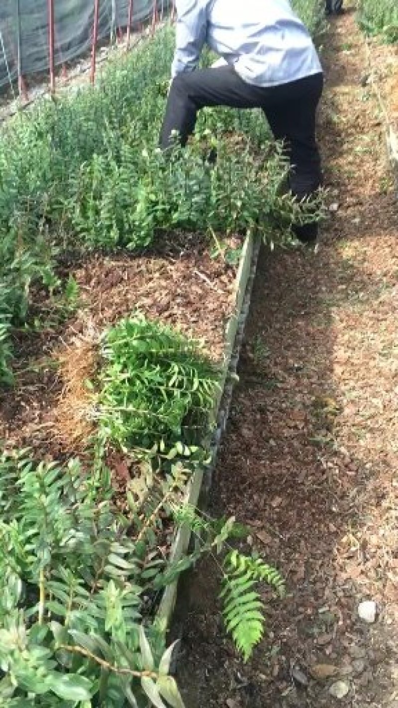 雁荡山铁皮石斛三年驯化苗大苗无剪条，可视频看货