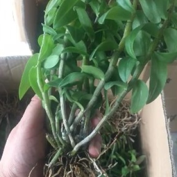 雁荡山铁皮石斛三年驯化苗大苗无剪条，可视频看货