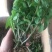 雁荡山铁皮石斛三年驯化苗大苗无剪条，可视频看货