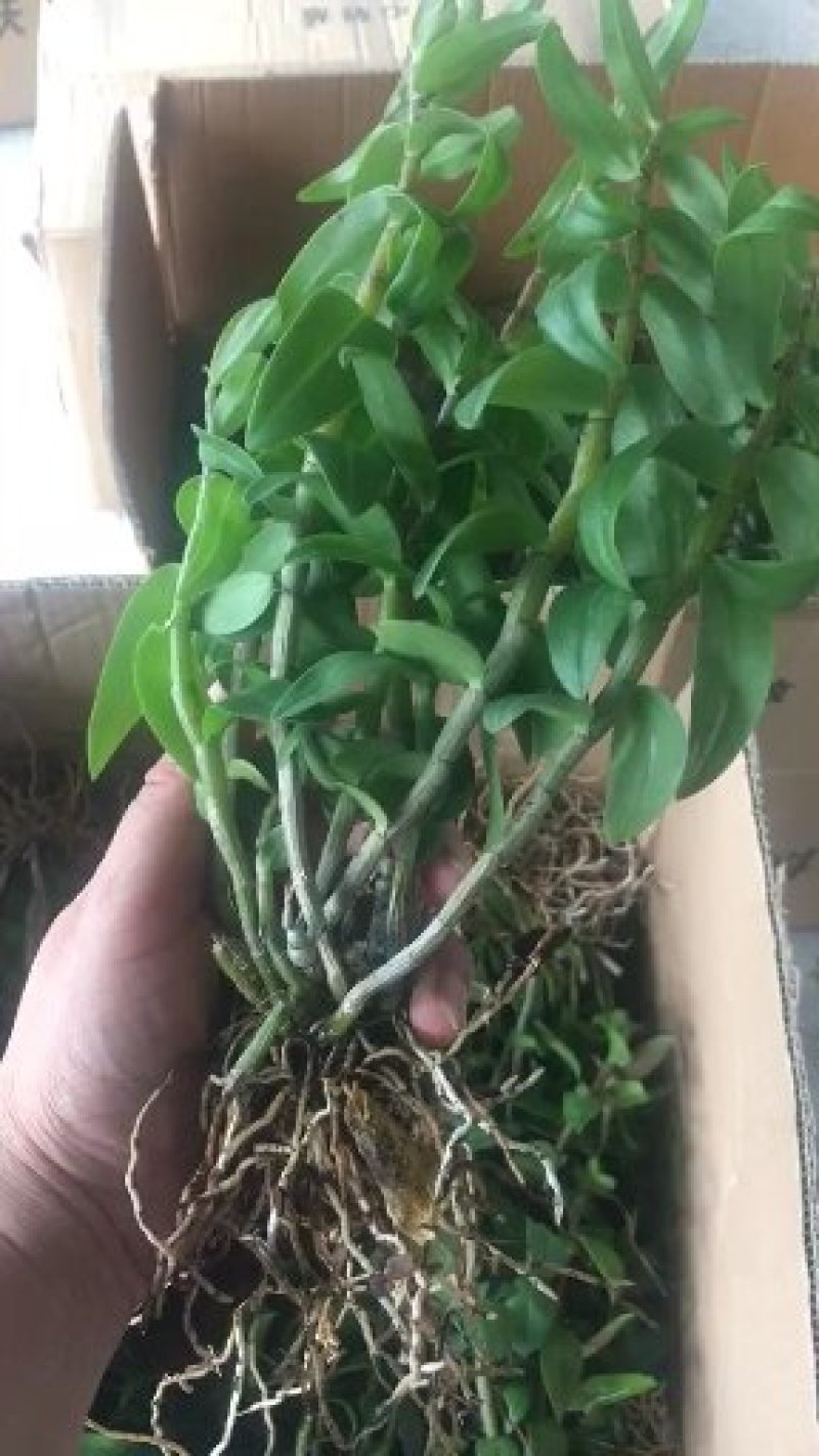 雁荡山铁皮石斛三年驯化苗大苗无剪条，可视频看货