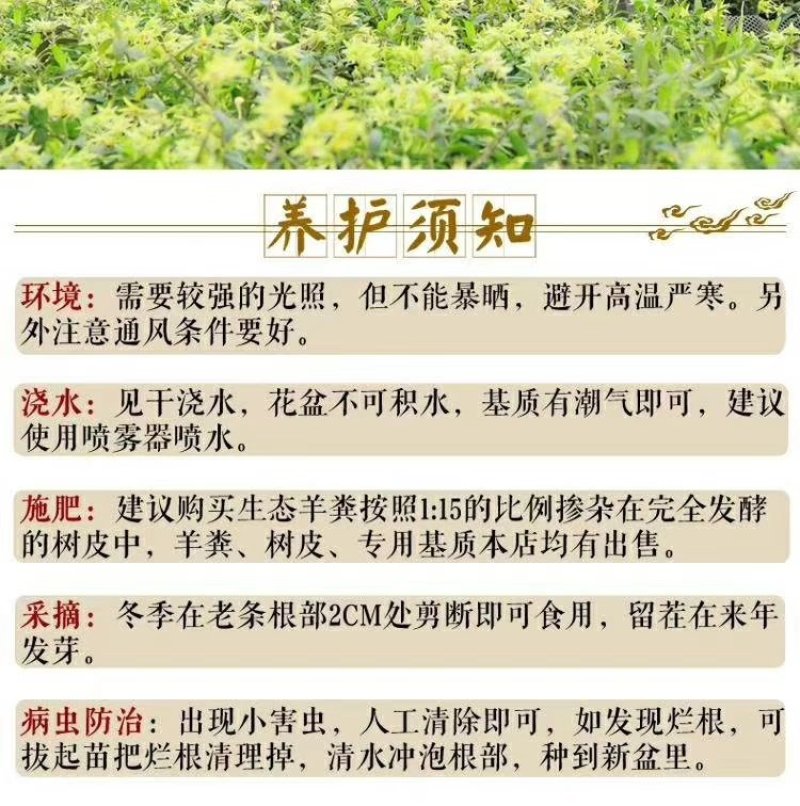 雁荡山铁皮石斛三年驯化苗大苗无剪条，可视频看货