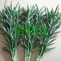 海南精品富贵竹招财竹基地直发