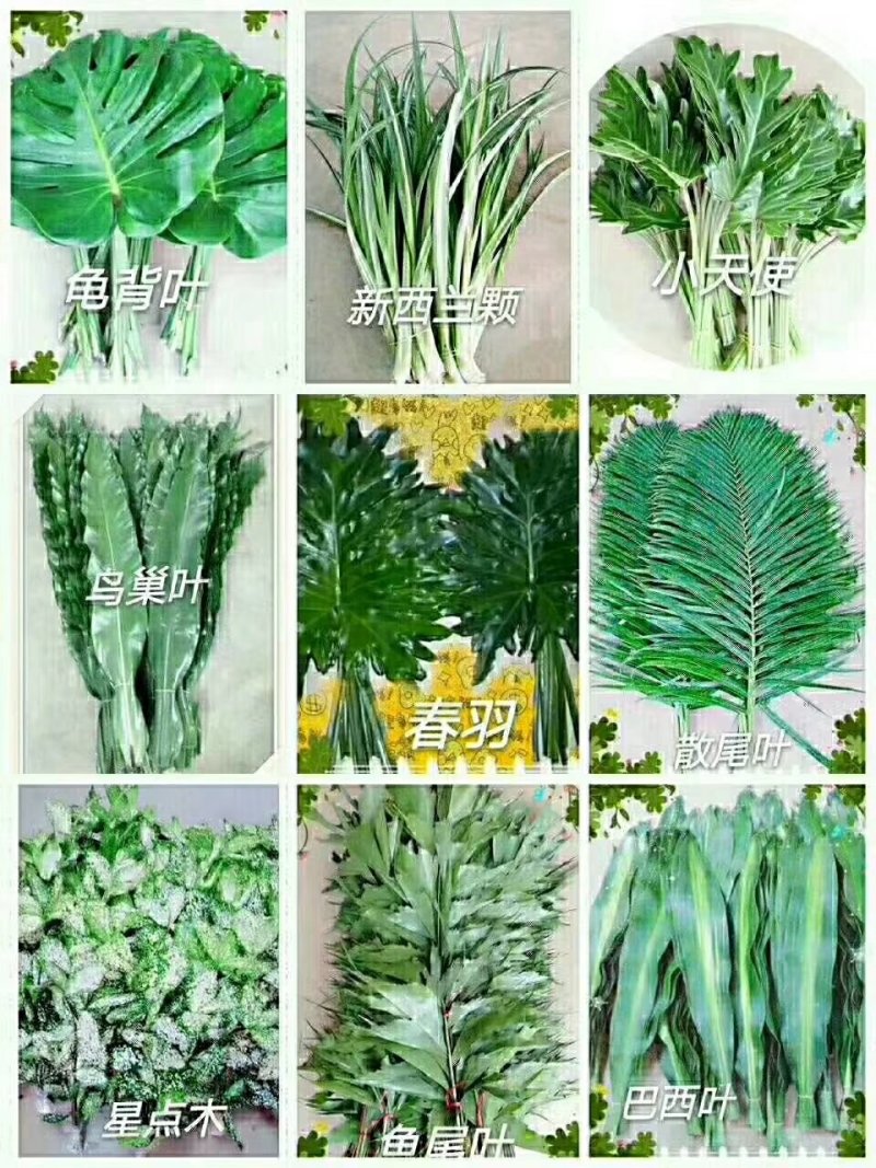 海南精品富贵竹招财竹基地直发