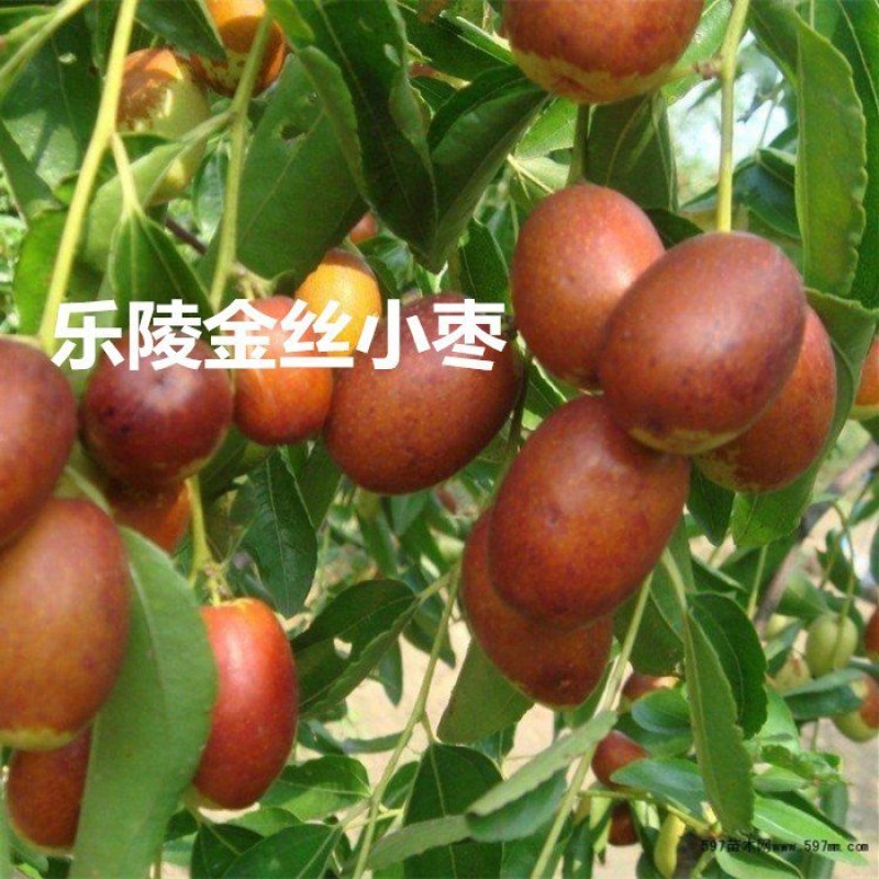 枣树苗沾化冬枣乐陵金丝枣嫁接枣树苗