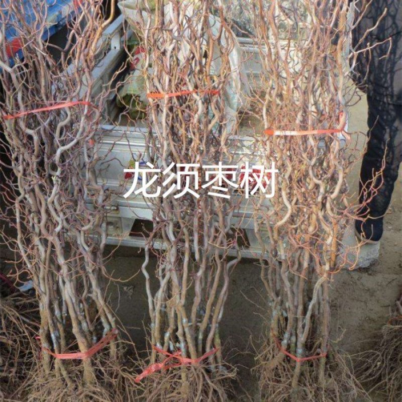 枣树苗沾化冬枣乐陵金丝枣嫁接枣树苗