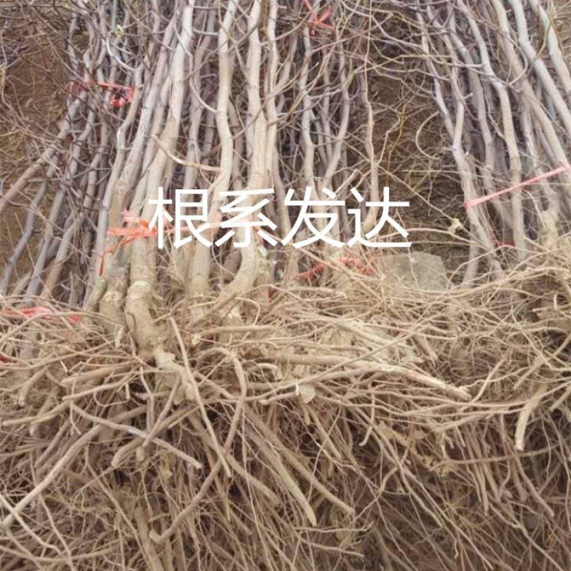 枣树苗沾化冬枣乐陵金丝枣嫁接枣树苗