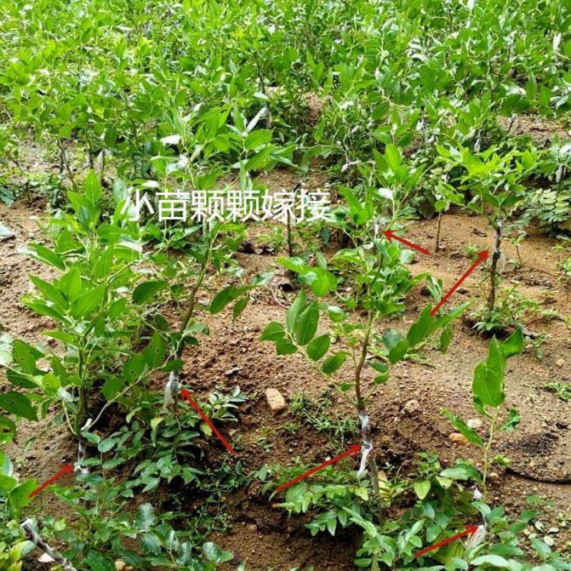 枣树苗沾化冬枣乐陵金丝枣嫁接枣树苗