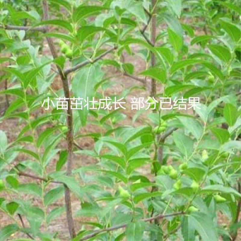 枣树苗沾化冬枣乐陵金丝枣嫁接枣树苗