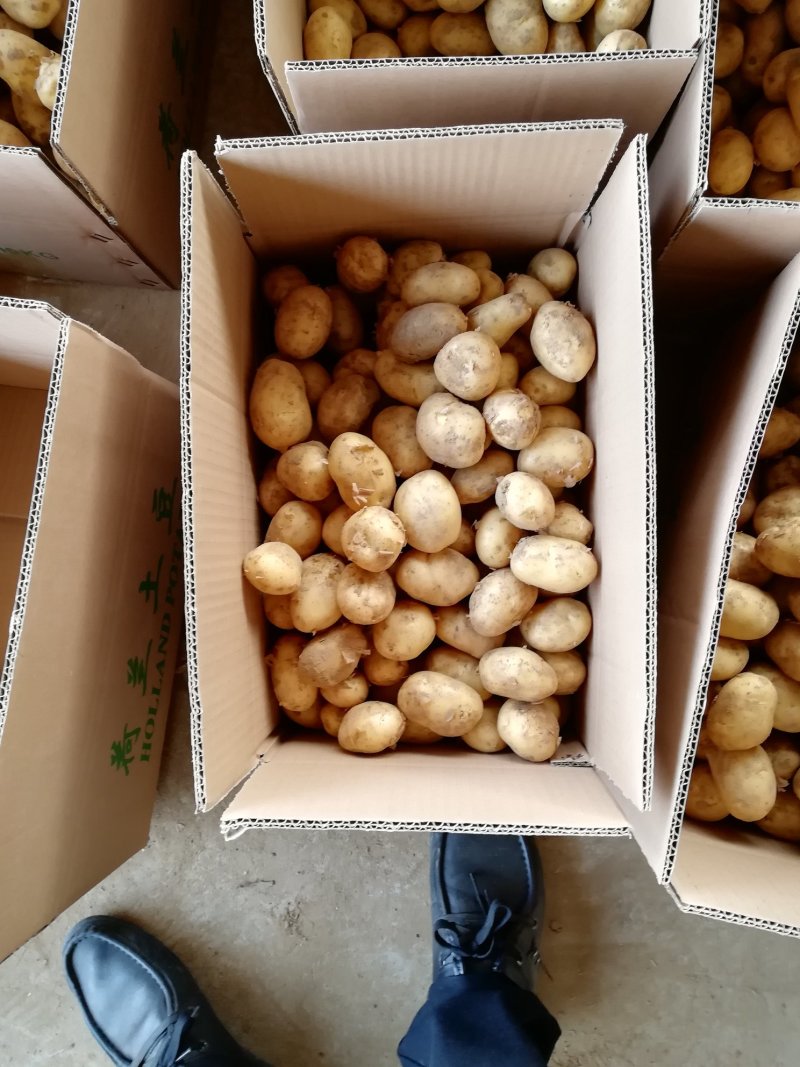 8钱—1.2两精品小土豆，黄皮黄心